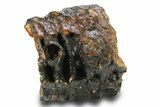 Partial Woolly Mammoth Molar - North Sea Deposits #295853-5